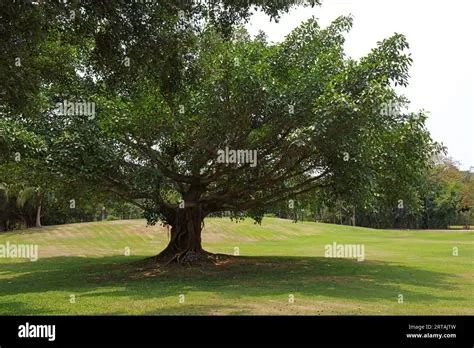 ¡Sumérgete en la historia y belleza tropical del Jardín Botánico de Sanya!